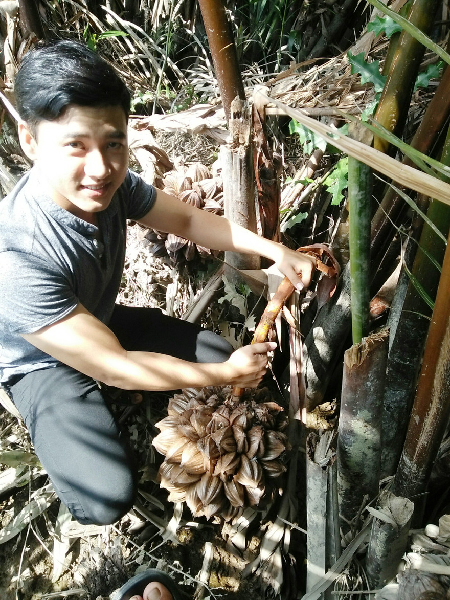 Trưởng nhóm Nguyễn Bá Lộc bên cạnh buồng dừa nước ẢNH: HÒA HỘI 