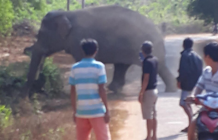 Voi rừng ra khu dân cư tại Thanh Sơn vào ban ngày 
