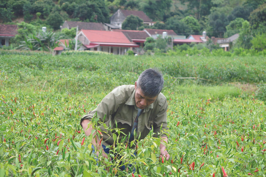 Nông dân Lạng Sơn nhọc nhằn trồng ớt mà sản phẩm đang bí “đầu ra” Ảnh: Duy Chiến 