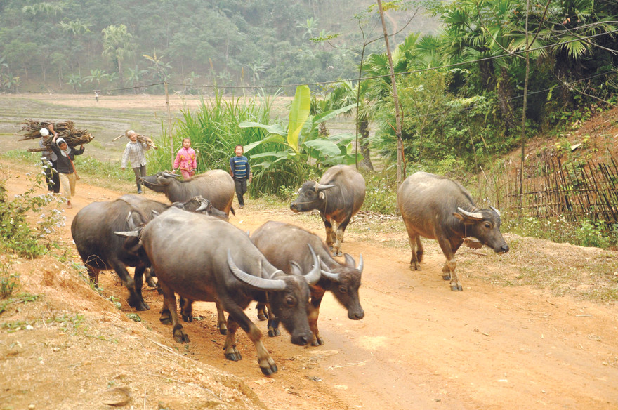 Trâu vùng cao trong đó có trâu Sốp Cộp không những cung cấp sức kéo mà còn cung cấp “trâu hay” cho các sới đấu