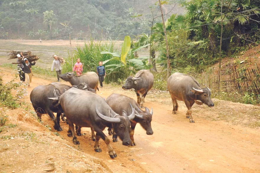 Trâu vùng cao trong đó có trâu Sốp Cộp không những cung cấp sức kéo mà còn cung cấp “trâu hay” cho các sới đấu