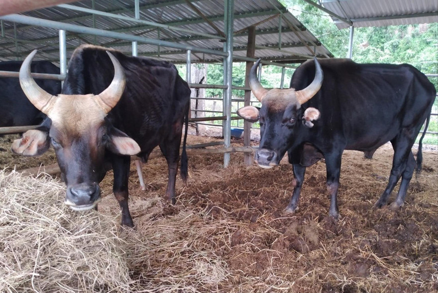 Bò tót lai gầy trơ xương Ảnh: Công Hoan 