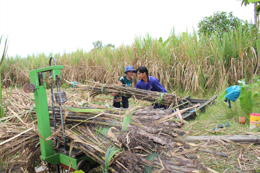 Thu hoạch mía ở Hậu Giang . Ảnh: CK 