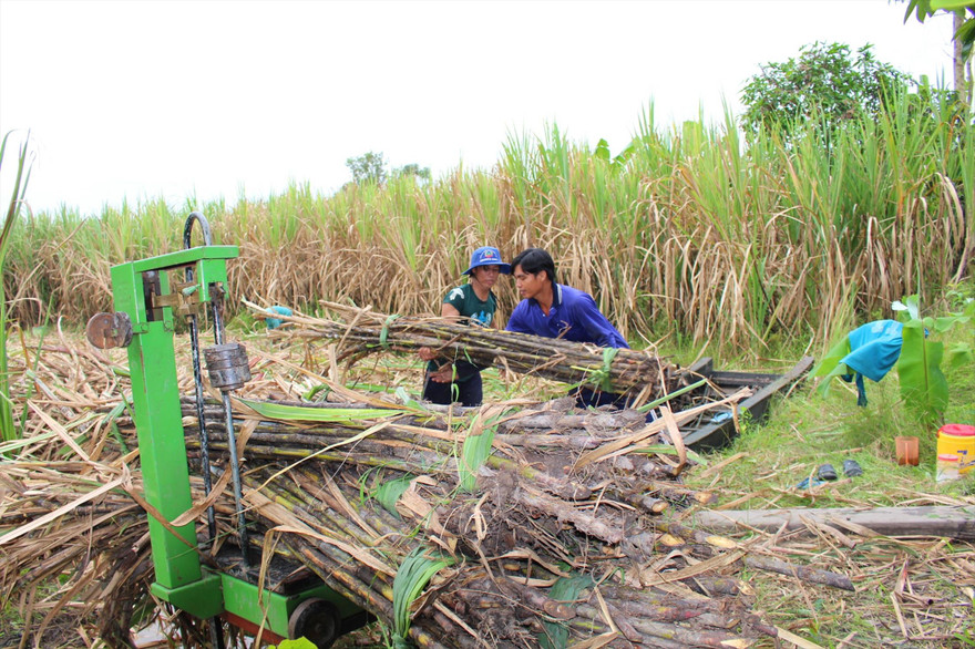 Thu hoạch mía ở Hậu Giang ẢNH: CẢNH KỲ 