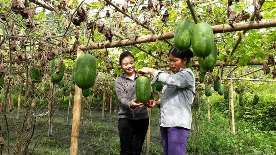 Phó Chủ tịch xã Nông Thị Uyến (bên trái) thăm mô hình bí xanh của người dân Ảnh: NVCC