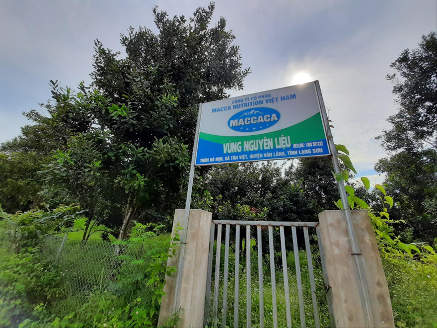  Công ty Cổ phần Macca Nutrition Việt Nam thuê lại của người dân ở Lạng Sơn và cắm biển là vùng nguyên liệu của công ty Ảnh: Ðức Nguyễn