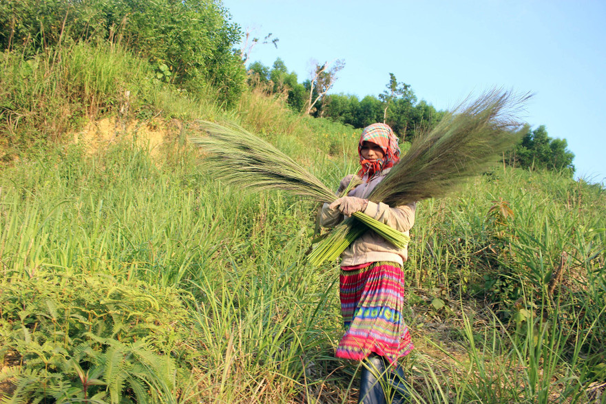 Phụ nữ Mông ở Tây Nguyên hái đót mưu sinh 