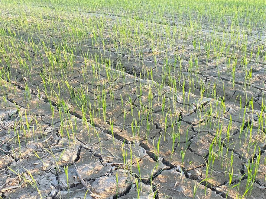 Nhiều diện tích lúa ở Nghệ An thiếu nước 