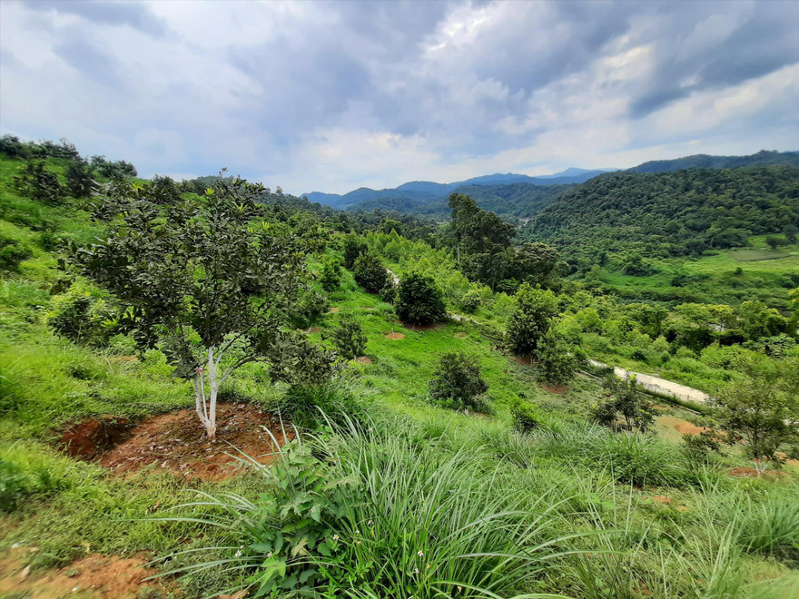 Những cây mắc ca còi cọc trồng lơ thơ tại vùng nguyên liệu được quảng cáo là thuộc sở hữu của Cty Cổ phần Macca Nutrition Việt Nam Ảnh: Ðức Nguyễn 