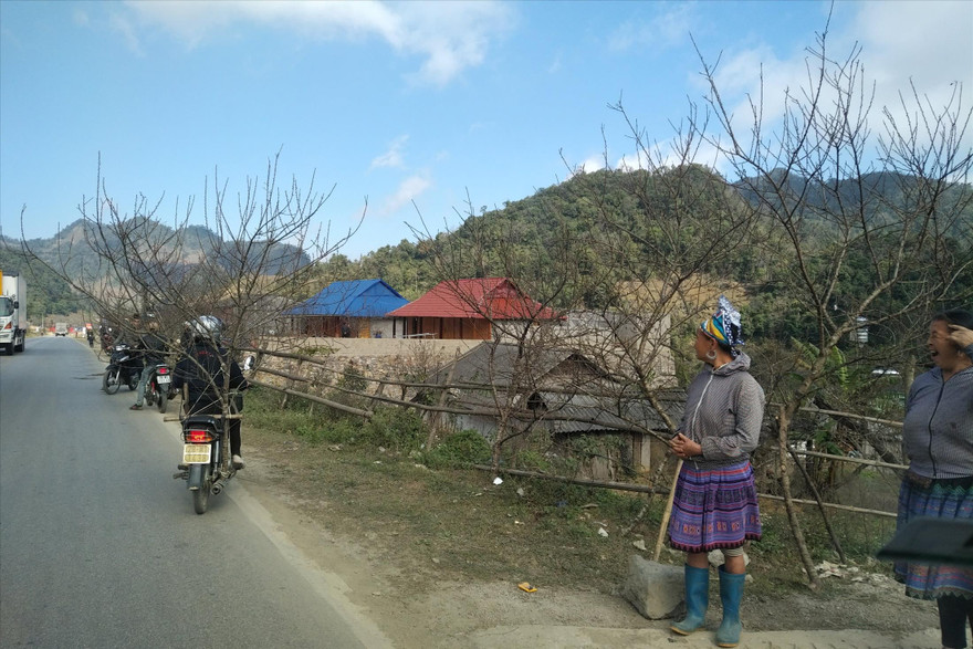 Người dân mang đào xuống bán dọc quốc lộ 6 (huyện Mộc Châu, Sơn La) 