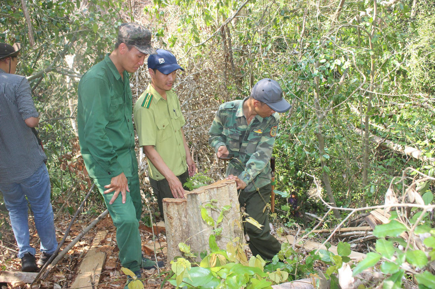 Một vụ phá rừng tại Ðắk Lắk 