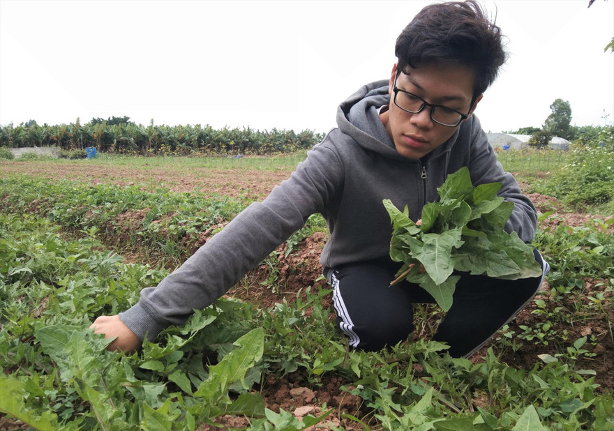 Sinh viên Lương Xuân Ðức bên sản phẩm sạch được chăm bón từ nước tưới Humic Ảnh: V.H