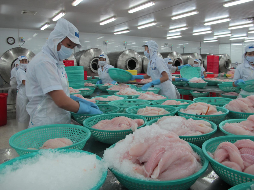 Cá tra là một trong những mặt hàng xuất khẩu sụt giảm kim ngạch mạnh nhất trong 6 tháng đầu năm 2019