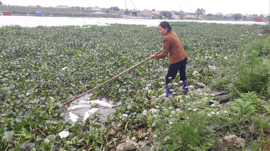 Người dân vớt cá chết bất thường trên sông Cầu