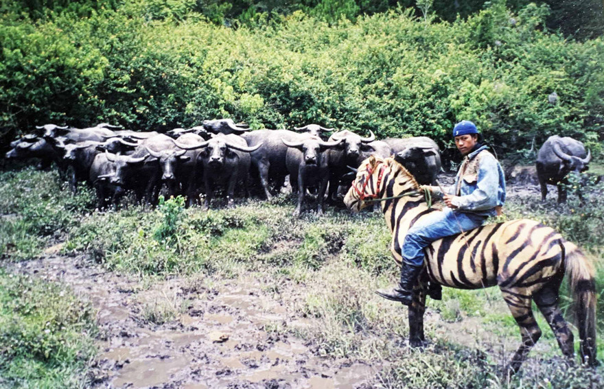 Trâu bán hoang dã Lạc Dương 