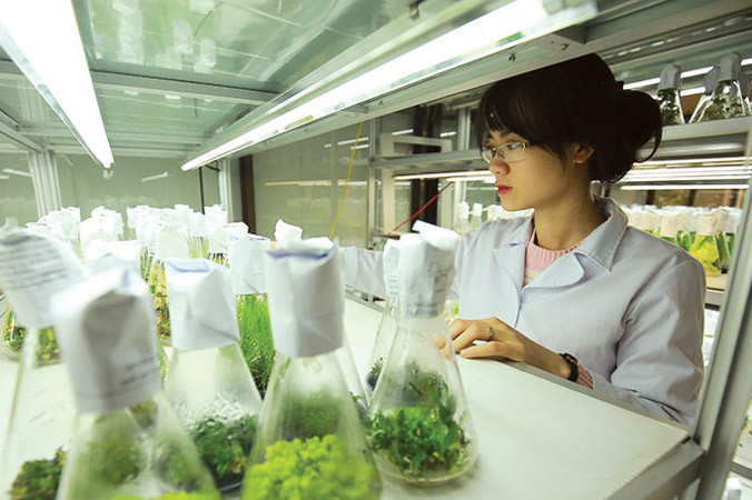 Cán bộ nghiên cứu tại Phòng thí nghiệm trọng điểm công nghệ gene, Viện Công nghệ Sinh học, Viện Hàn lâm Khoa học và Công nghệ Việt Nam. Ảnh: Loan Lê.