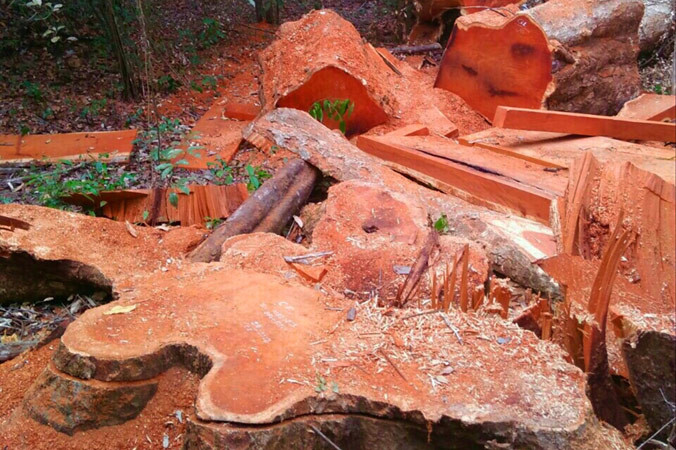 Một gốc cổ thụ gõ đỏ (cà te) bị đốn hạ.