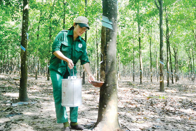 Chị Lê Thị An bên vườn cao su được giao chăm sóc và lấy mủ. Ảnh: NVCC.