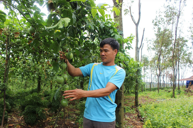 Xen canh cây trồng là hướng đi bền vững của anh Dần.