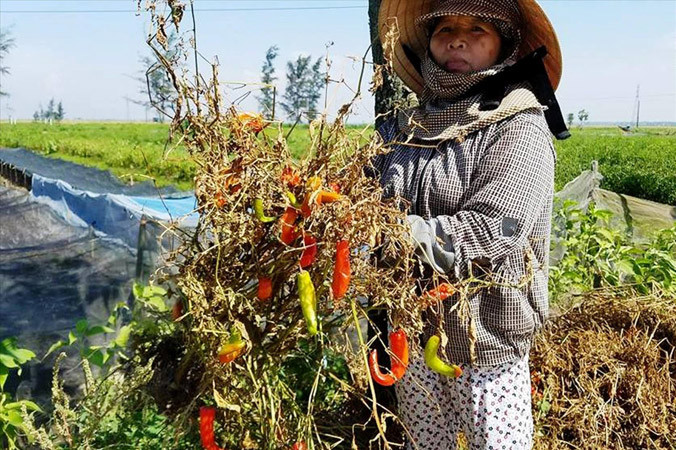 Nông dân TT-Huế suýt nhổ bỏ ớt chín rộ như thế này hàng loạt nếu không có vào cuộc “giải cứu” kịp thời của chính quyền địa phương.
