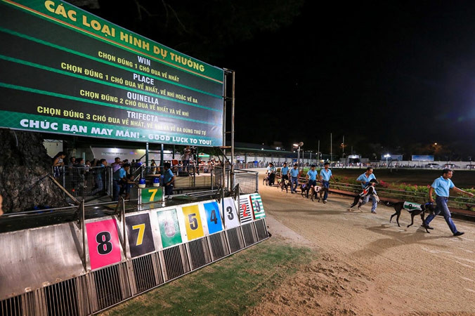 Đua chó ở sân vận động Lam Sơn (TP Vũng Tàu) là trường đua chó có quy mô lớn nhất Đông Nam Á. Ảnh: Thái Sơn.