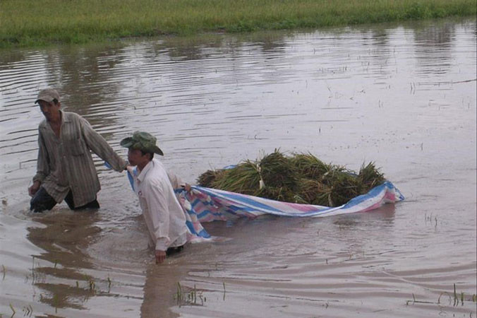 Người dân huyện An Phú (An Giang) thu hoạch lúa chạy lũ.