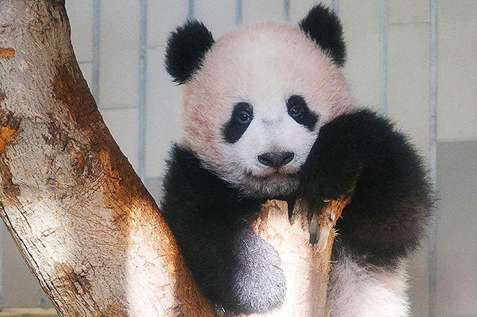 Gấu trúc con Xiang Xiang.