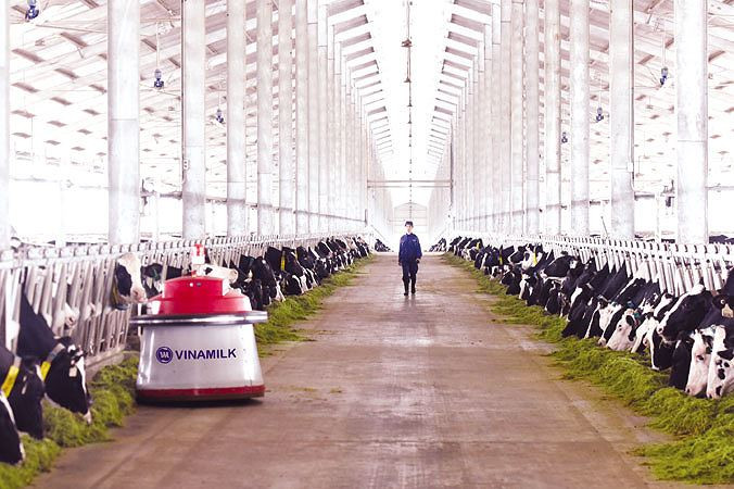 Những chú robot thông minh Lely Juno đang cần mẫn chăm sóc những “cô” bò.