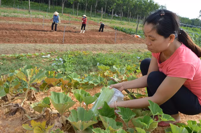 Kỹ sư Lê Thị Thanh Thủy đang dùng túi ni lông bọc quả trong trang trại để tránh côn trùng, thay vì phun thuốc. Ảnh: H.N.