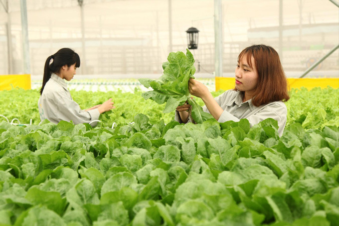 Liên kết sản xuất theo chuỗi được kỳ vọng giúp nông dân có đầu ra ổn định. Ảnh: Bình Phương.