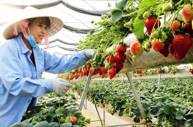 Trang trại dâu doanh thu nhiều tỷ đồng mỗi ha của Cty TNHH Hoa Thắng Thịnh.