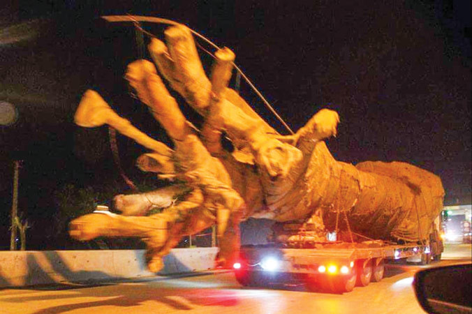 Ông Sơn nổi tiếng với hàng loạt vụ chở cây “siêu khủng” lọt qua các trạm kiểm soát từ Nam chí Bắc.