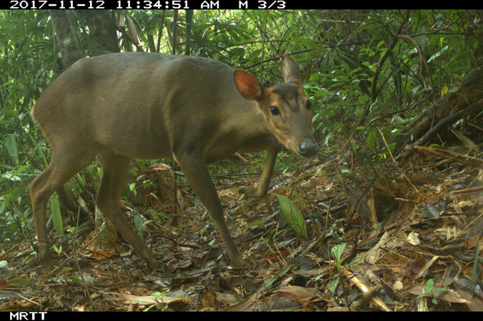 Hình ảnh một cá thể Mang lớn. Ảnh chụp lại tại tỉnh Quảng Nam.