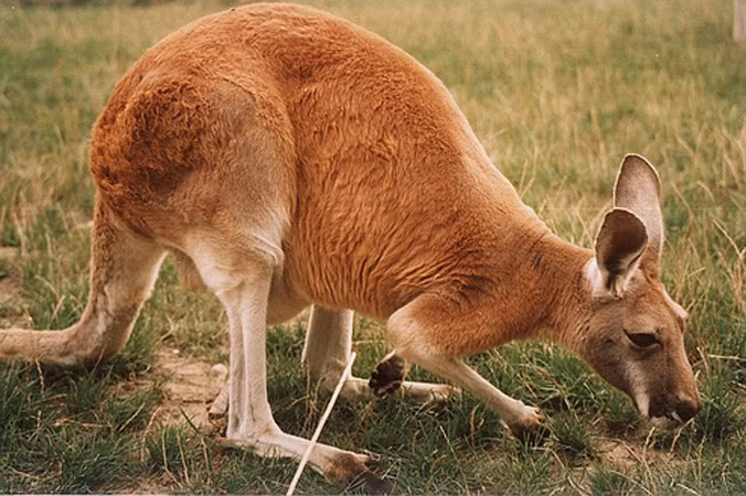 Chuột túi Australia.
