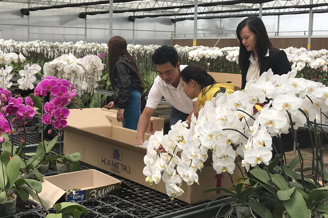 Người trồng hoa Đà Lạt được mùa hoa tết.