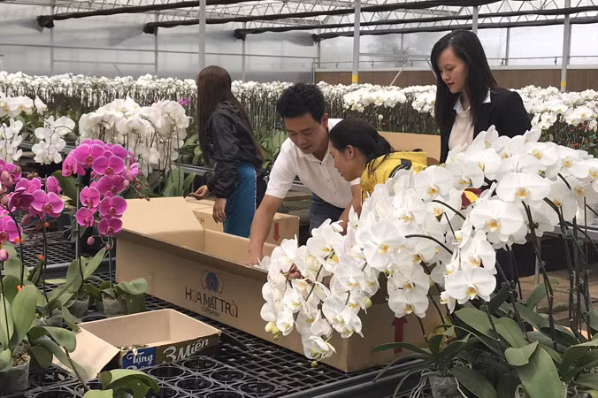 Người trồng hoa Đà Lạt được mùa hoa tết.