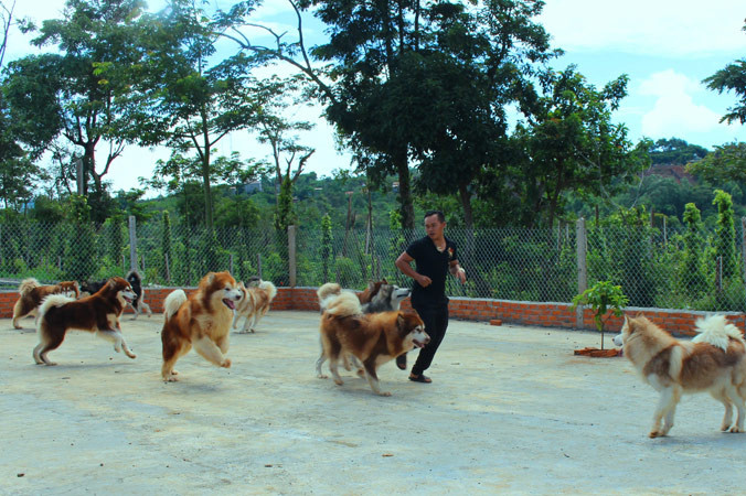 Sân chơi dành cho chó.