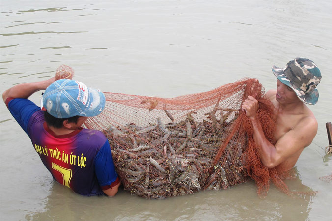 Thu hoạch tôm sú nuôi thâm canh.