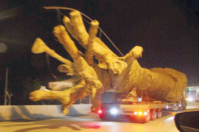 Ông Sơn khá nổi tiếng với những chuyến xe chở cây “siêu khủng” lọt qua các trạm kiểm soát từ Nam ra Bắc.