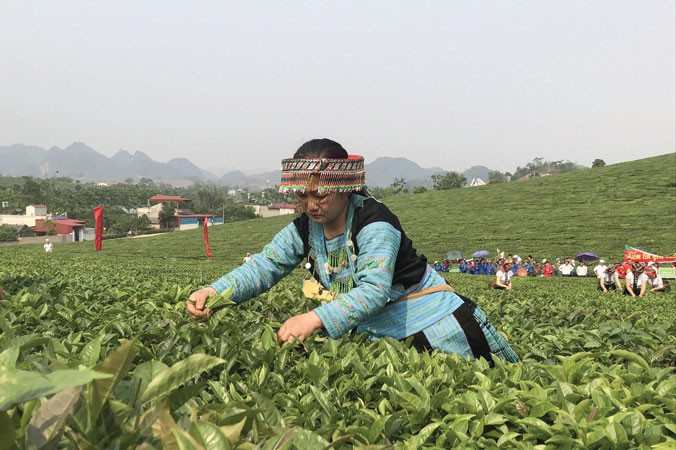 Theo Hiệp hội Chè Việt Nam, mỗi năm ngành chè mất khoảng 1.000 tỷ đồng do thiếu liên kết. Ảnh: Bình Phương.