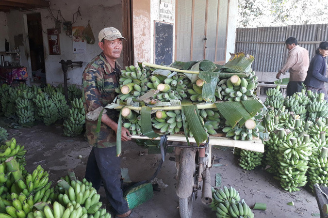 Thương lái đang đổ xô mua chuối khiến nông dân lại đổ xô trồng mới.