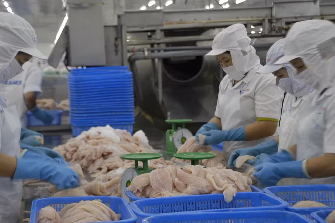 Chế biến cá tra xuất khẩu tại một doanh nghiệp. Ảnh: Cảnh Kỳ.