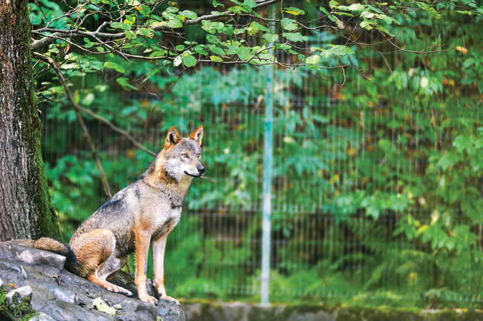 Sói thủ lĩnh chọn điểm cao để quan sát. Ảnh: Xuân Tùng.
