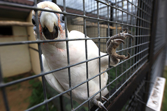 Cãi nhau với vẹt kiến lầm tưởng là bạo lực gia đình