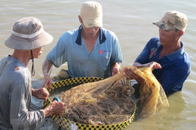 Thu hoạch tôm thẻ chân trắng.