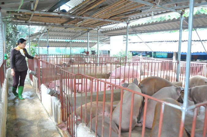 Giá lợn lên cao bất thường, người hưởng lợi đang thuộc về các doanh nghiệp lớn. Ảnh: Bình Phương.