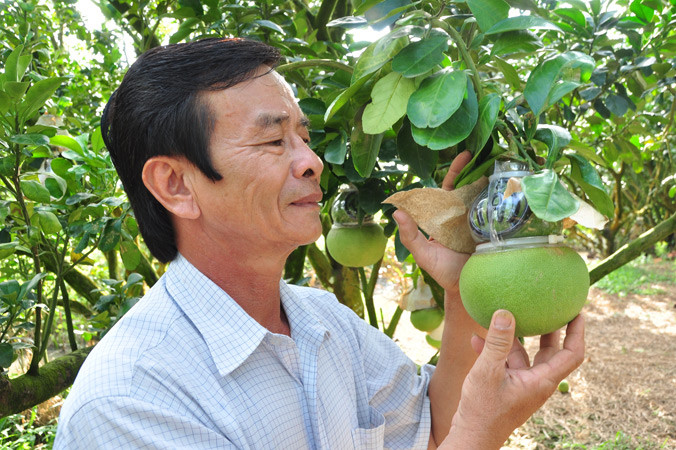 Ông Nguyễn Văn Phúc bên vườn bưởi tạo hình của mình.