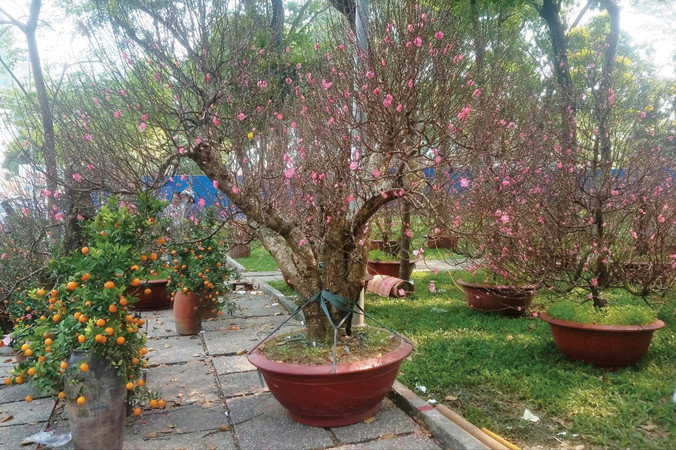 Những cây đào Nhật Tân từ Hà Nội vào TPHCM có giá hàng chục triệu.