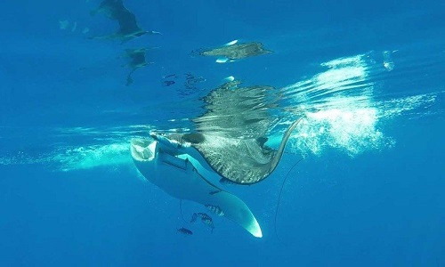 Cá đuối quỷ mang thai bị 4 con đực truy đuổi để giao phối