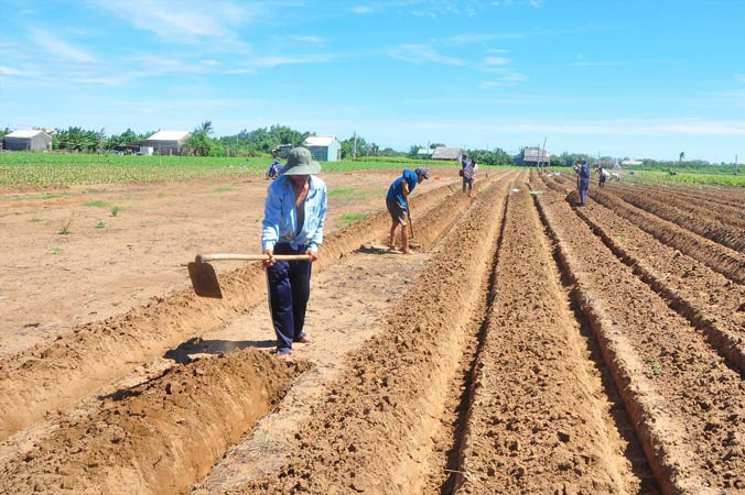 Người dân cồn Nhàn đang cuốc giồng trồng khoai lang.